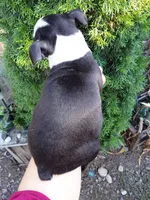 Chester, a male Boston Terrier for sale in Estacada, OR – 6 of 9