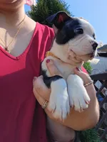 Biggie, a male Boston Terrier for sale in Estacada, OR – 7 of 7