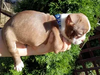 Chucky, a male Boston Terrier for sale in Estacada, OR – 3 of 8