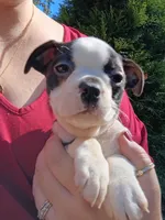 Elmo, a male Boston Terrier for sale in Estacada, OR – 6 of 7