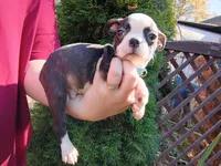 Wee-man (runt #2), a male Boston Terrier for sale in Estacada, OR – 7 of 7