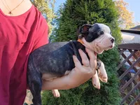 Biggie, a male Boston Terrier for sale in Estacada, OR – 3 of 7