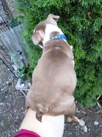 Chucky, a male Boston Terrier for sale in Vancouver, WA – 4 of 9