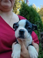 Curry, a male Boston Terrier for sale in Vancouver, WA – 7 of 8
