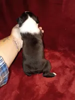 Curry, a male Boston Terrier for sale in Estacada, OR – 4 of 6