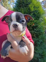 Wilber (runt), a male Boston Terrier for sale in Estacada, OR – 7 of 7