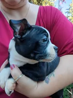 Dawson, a male Boston Terrier for sale in Estacada, OR – 6 of 8