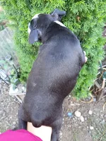 Dawson, a male Boston Terrier for sale in Estacada, OR – 4 of 8