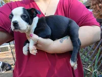 Chester, a male Boston Terrier for sale in Estacada, OR – 4 of 9