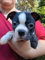 Shadow, a male Boston Terrier for sale in Estacada, OR – 2 of 8