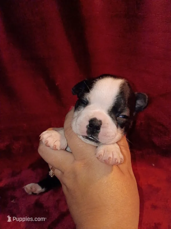 Curry – Boston Terrier puppy for sale in Estacada, OR