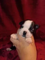 Curry, a male Boston Terrier for sale in Estacada, OR – 1 of 6