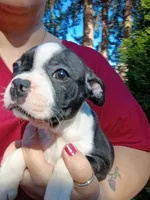 Dolly, a female Boston Terrier for sale in Vancouver, WA – 5 of 6