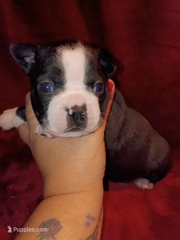 Dawson – Boston Terrier puppy for sale in Estacada, OR