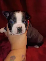 Dawson, a male Boston Terrier for sale in Estacada, OR – 1 of 7