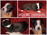 Dawson, a male Boston Terrier for sale in Estacada, OR – 7 of 7