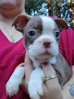 Chucky, a male Boston Terrier for sale in Vancouver, WA – 5 of 9
