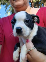 Chester, a male Boston Terrier for sale in Estacada, OR – 9 of 9