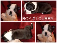 Curry, a male Boston Terrier for sale in Estacada, OR – 6 of 6