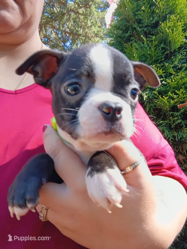 Wilber (runt) – Boston Terrier puppy for sale in Estacada, OR