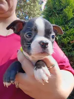 Wilber (runt), a male Boston Terrier for sale in Estacada, OR – 1 of 7