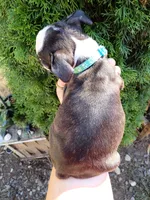 Wee-man (runt #2), a male Boston Terrier for sale in Estacada, OR – 4 of 7