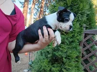 Curry, a male Boston Terrier for sale in Vancouver, WA – 6 of 8