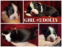 Dolly, a female Boston Terrier for sale in Estacada, OR – 7 of 7