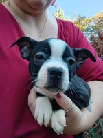 Dawson, a male Boston Terrier for sale in Estacada, OR – 7 of 8