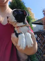 Biggie, a male Boston Terrier for sale in Estacada, OR – 6 of 7