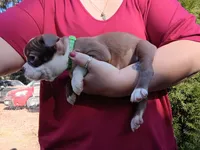 Hank, a male Boston Terrier for sale in Estacada, OR – 3 of 8