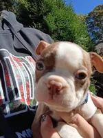 Chucky, a male Boston Terrier for sale in Estacada, OR – 6 of 8