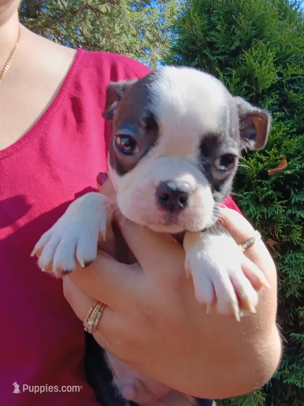 Wee-man (runt #2) – Boston Terrier puppy for sale in Estacada, OR