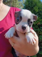 Wee-man (runt #2), a male Boston Terrier for sale in Estacada, OR – 1 of 7