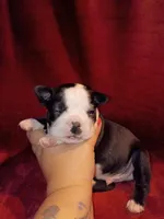Chester, a male Boston Terrier for sale in Estacada, OR – 2 of 8