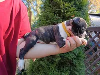 Tyger, a male Boston Terrier for sale in Estacada, OR – 2 of 7