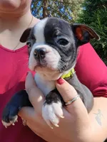 Wilber (runt), a male Boston Terrier for sale in Estacada, OR – 6 of 7
