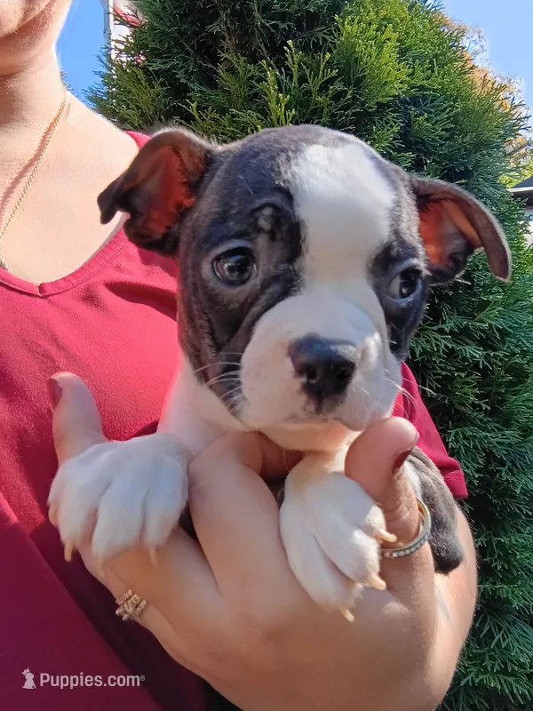 Tyger – Boston Terrier puppy for sale in Estacada, OR
