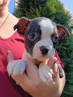 Tyger, a male Boston Terrier for sale in Estacada, OR – 1 of 7