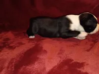 Chester, a male Boston Terrier for sale in Estacada, OR – 4 of 8