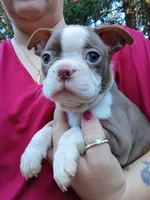 Chucky, a male Boston Terrier for sale in Vancouver, WA – 6 of 9