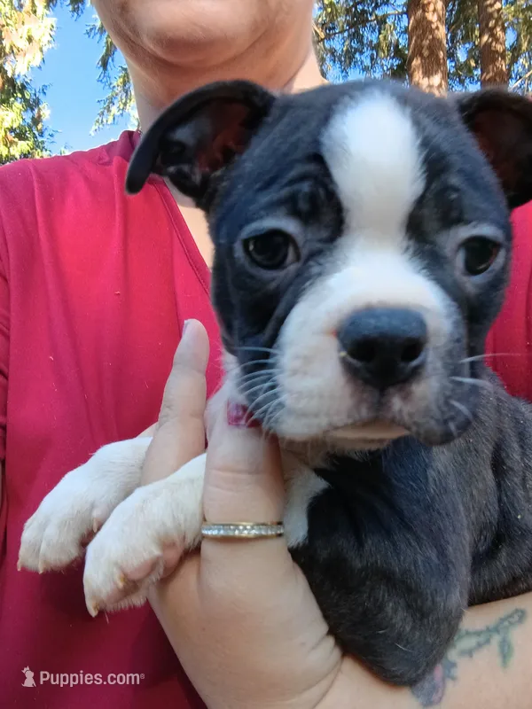 Shadow – Boston Terrier puppy for sale in Estacada, OR
