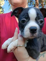 Shadow, a male Boston Terrier for sale in Estacada, OR – 1 of 8