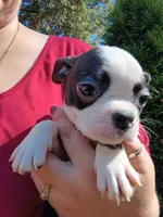 Wee-man (runt #2), a male Boston Terrier for sale in Estacada, OR – 5 of 7
