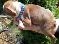 Chucky, a male Boston Terrier for sale in Estacada, OR – 2 of 8