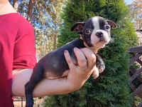 Wilber (runt), a male Boston Terrier for sale in Estacada, OR – 2 of 7