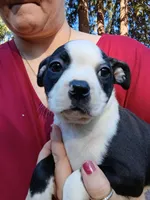 Chester, a male Boston Terrier for sale in Estacada, OR – 1 of 9