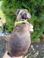 Wilber (runt), a male Boston Terrier for sale in Estacada, OR – 4 of 7