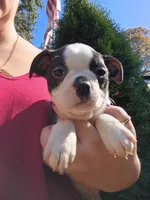 Elmo, a male Boston Terrier for sale in Estacada, OR – 1 of 7