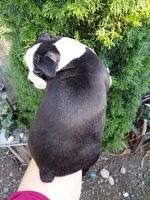 Chester, a male Boston Terrier for sale in Estacada, OR – 5 of 9
